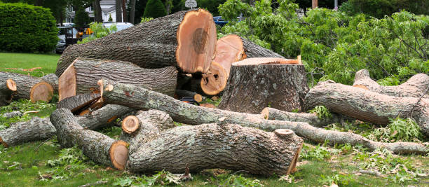 Leaf Removal in Paisley, FL